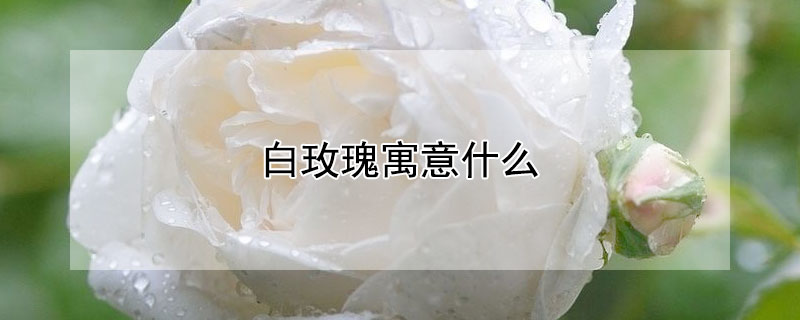 白玫瑰寓意什么