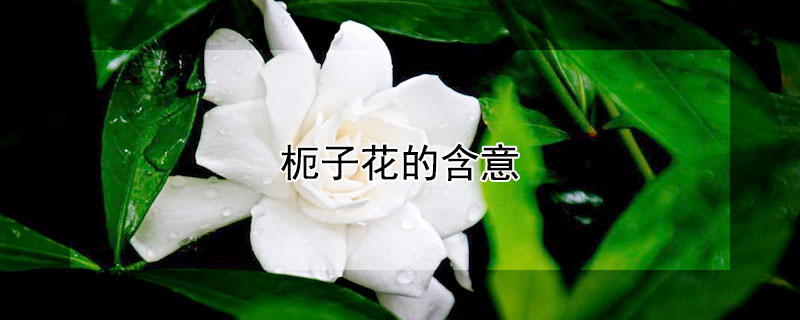 枙子花的含意（花より団子是什么意思）