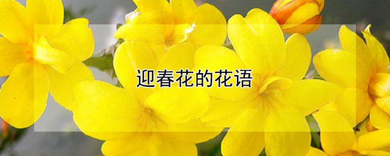 迎春花的花语