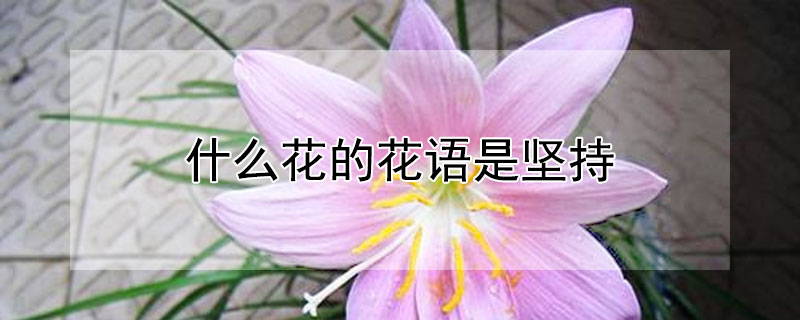 什么花的花语是坚持