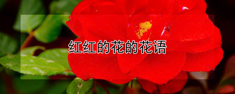 红红的花的花语（红的花语是什么?）