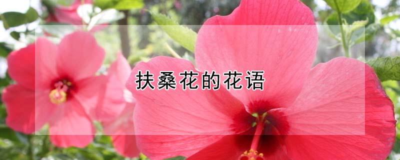 扶桑花的花语