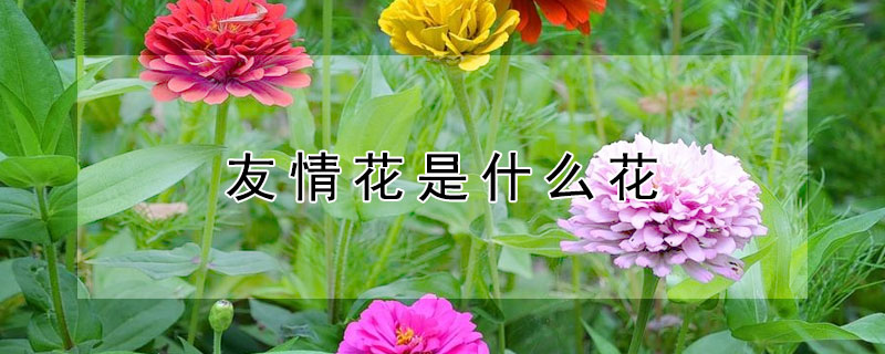 友情花是什么花