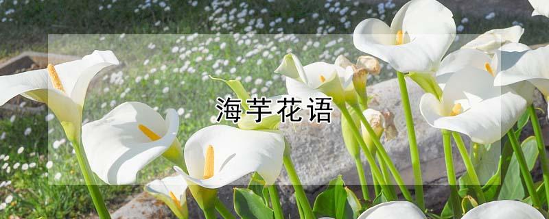 海芋花语