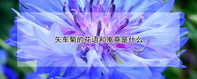 矢车菊的花语和寓意是什么（矢车菊的花语是什么意思）