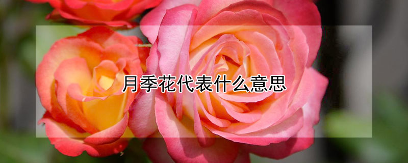 月季花代表什么意思