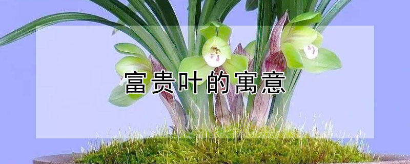 富贵叶的寓意