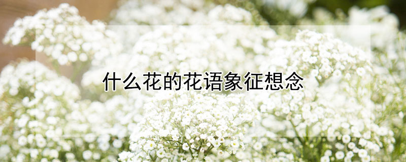 什么花的花语象征想念