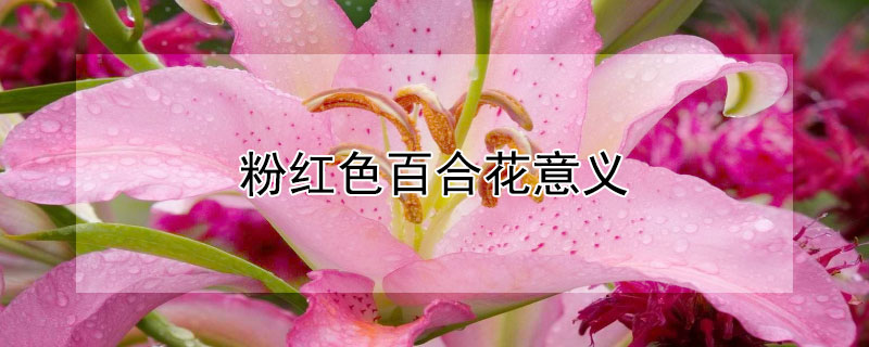 粉红色百合花意义