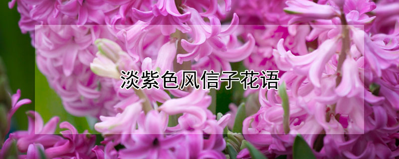 淡紫色风信子花语 深紫色风信子花语