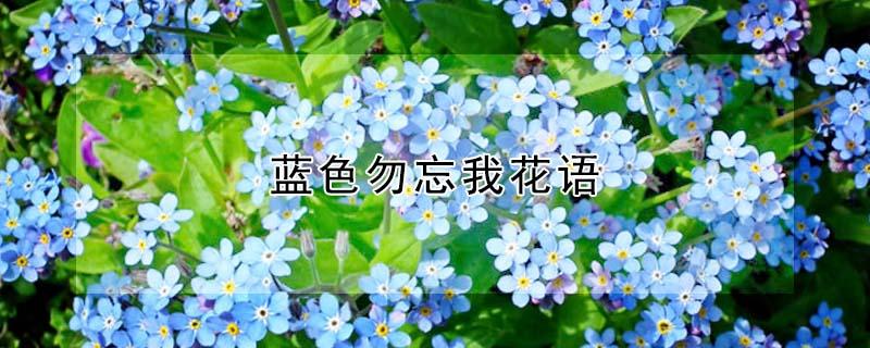 蓝色勿忘我花语