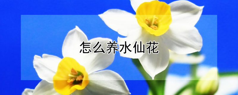 怎么养水仙花