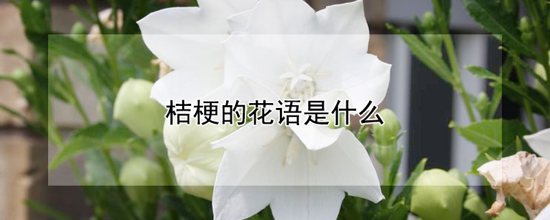 桔梗的花语是什么