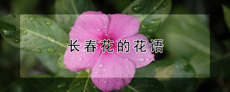 长春花的花语