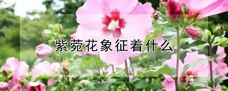 紫菀花象征着什么 紫菀的花语是什么