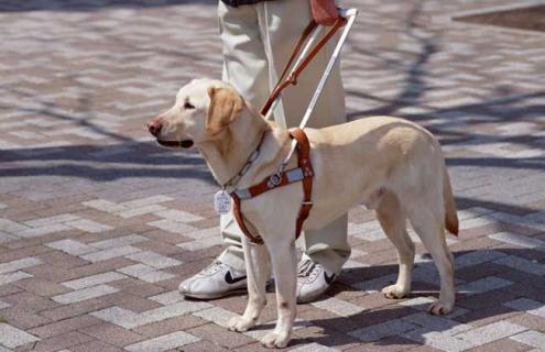 导盲犬种类图片大全（导盲犬百科）