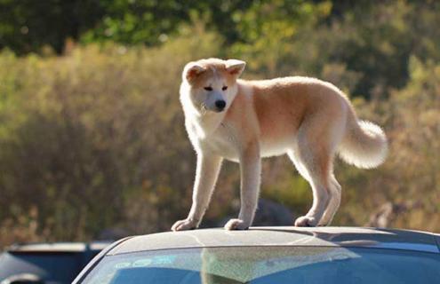 秋田犬