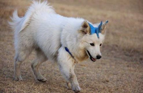 狐狸犬图片