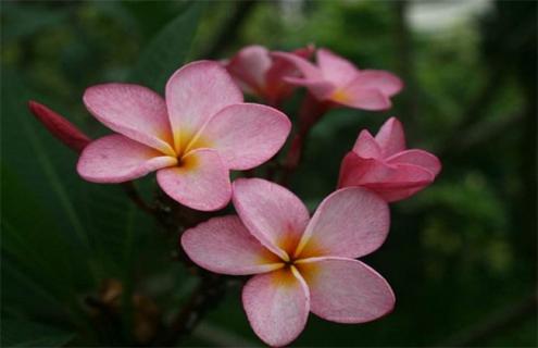 红花缅栀