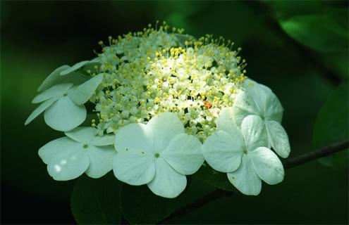 琼花简介及图片大全（琼花的名称）