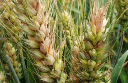 农业农村部紧急部署小麦收获期赤霉病防控工作