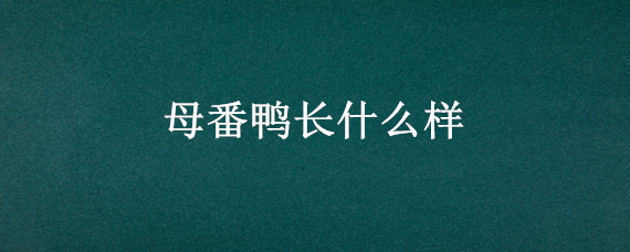 母番鸭长什么样 番鸭怎么区分鸭公鸭母