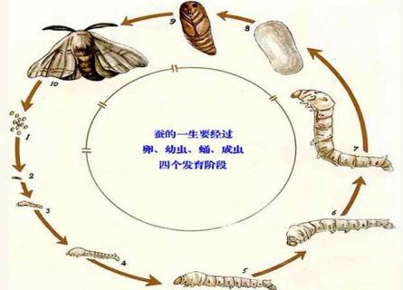 蚕的生长过程