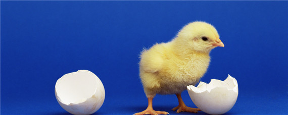 水床孵化器孵化小鸡的温度是多少（水床孵化器孵小鸡怎么调节温度）