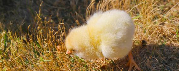 水床孵化小鸡1到21天温度怎么调节（水床孵化小鸡1到21天温度怎么调节一天喷几次水）