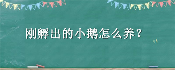 刚孵出的小鹅怎么养（刚刚孵出的小鹅怎么养）