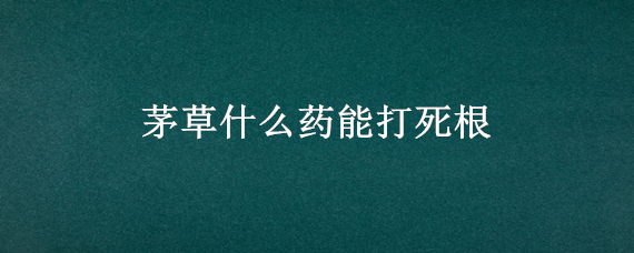 茅草什么药能打死根 茅草打什么药去根