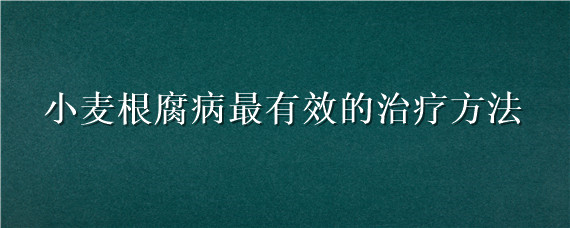 小麦根腐病最有效的治疗方法 预防小麦根腐病的药