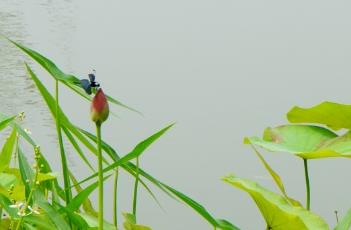 藕节（藕节炭的作用与功效）