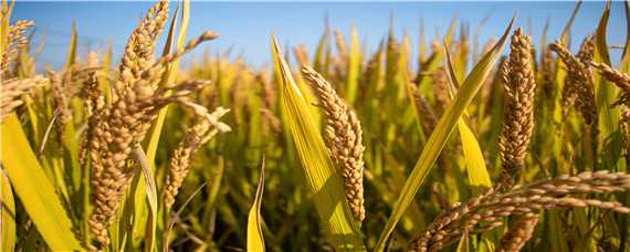 水稻亩产量一般能达到多少（袁隆平水稻亩产量一般能达到多少）