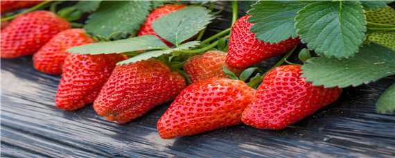 草莓白斑病的防治方法 草莓白斑病的防治方法图片