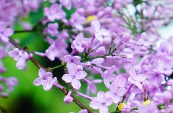 什锦丁香 什锦丁香花