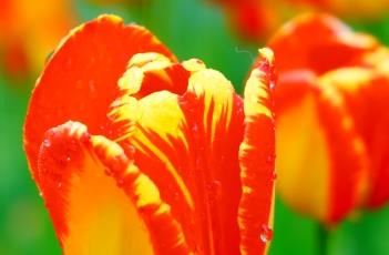 班雅郁金香 班雅郁金香花语