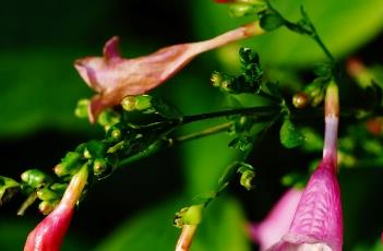 叉花草