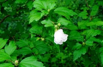 白花重瓣木槿