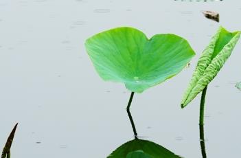 藕节 藕节