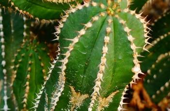 大正麒麟 大正麒麟植物