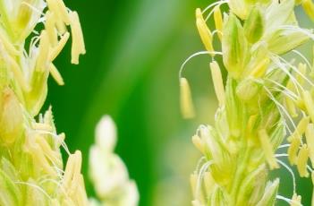 玉米花（玉米花怎么爆更酥脆）