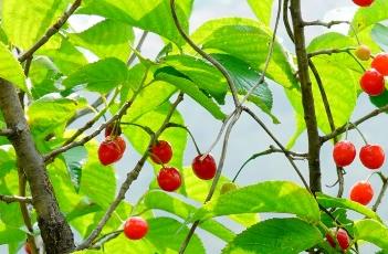 樱桃_滇南本草 樱桃_滇南本草