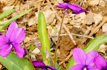 紫花地丁（紫花地丁药膏）