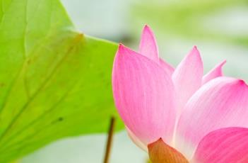 藕节 藕节