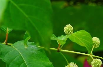 风箱树叶 风箱树叶