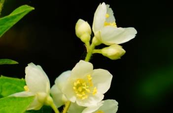 东北山梅花