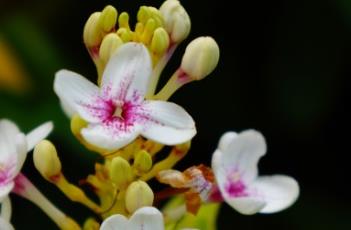 金叶拟美花（金叶拟美花,夏威夷植物）