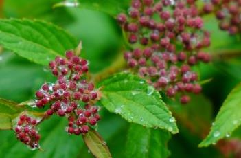 粉花绣线菊