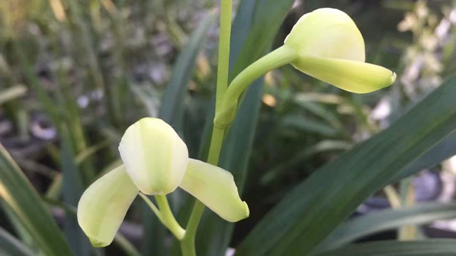 四季兰能开花多长时间（四季兰能开花多长时间啊）